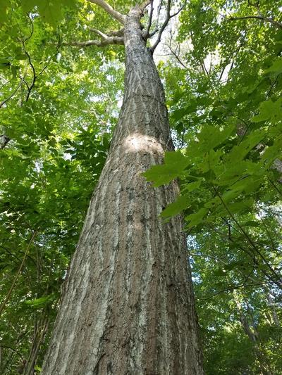 Close-up of Northern Red Oak