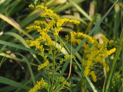 Close-up of Early Goldenrod
