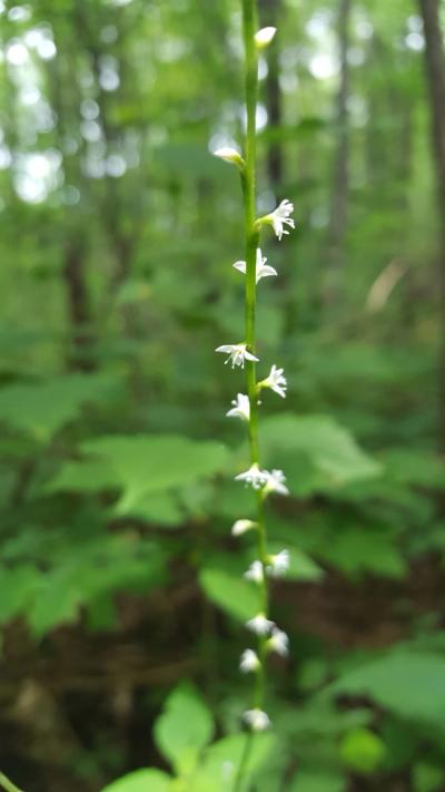Close-up of Woodland Knotweed