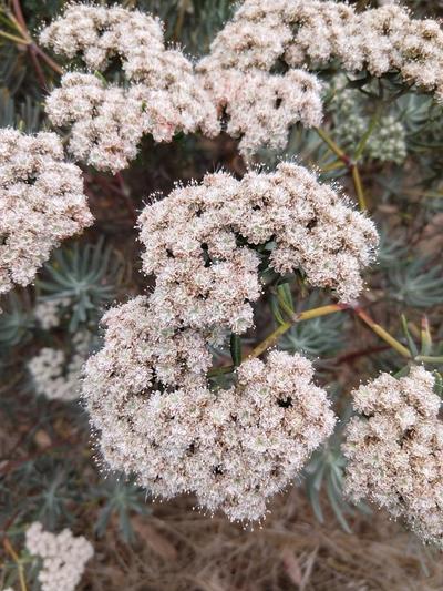Close-up of Santa Cruz Island Buckwheat