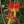 Close-up of Western Columbine