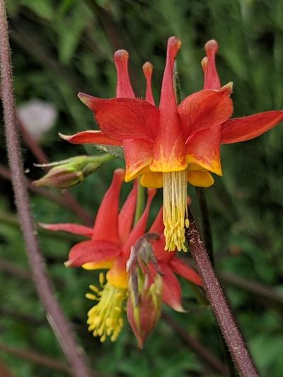 Close-up of Western Columbine