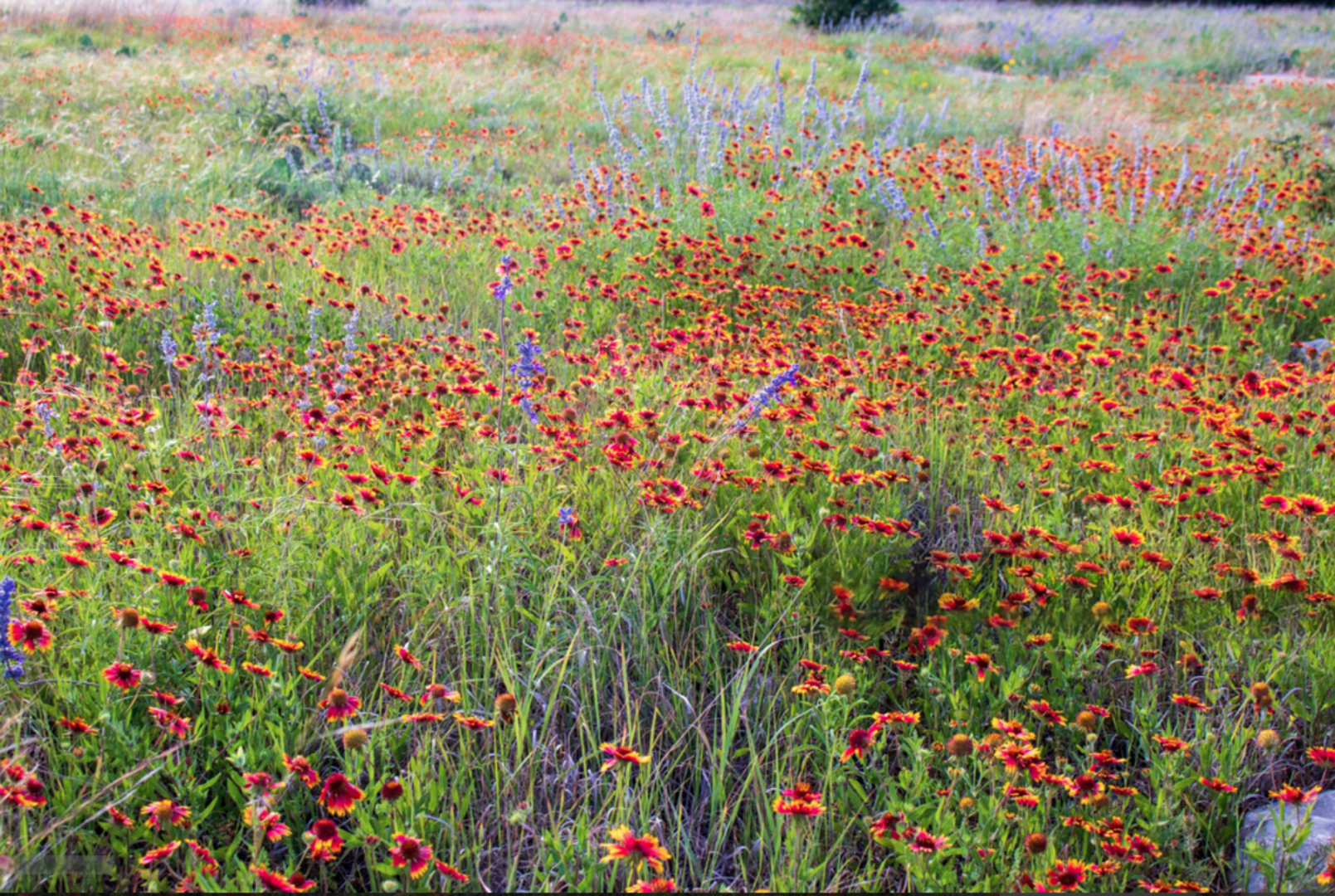Drought-tolerant Texas native wildflowers blooming together in full sun.