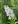Close-up of Meadowsweet