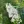 Close-up of Meadowsweet
