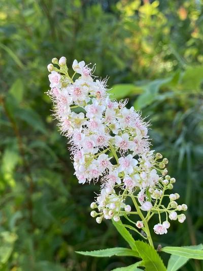 Close-up of Meadowsweet