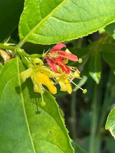 Close-up of Northern Bush Honeysuckle