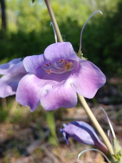 Close-up of Large-Flowered Penstemon