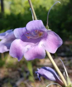 Close-up of Large-Flowered Penstemon