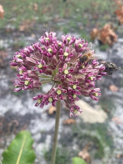 Close-up of Clasping Milkweed