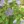 Close-up of Jacob's Ladder