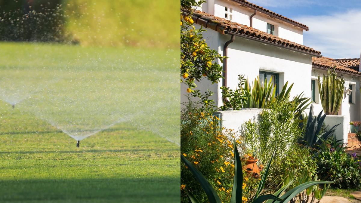 Traditional lawn irrigation vs native plant landscape