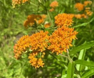 A collection of orange butterfly milkweed in bloom.
