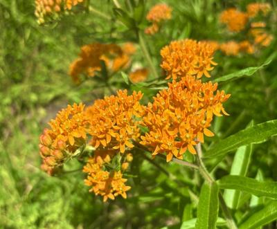 A collection of orange butterfly milkweed in bloom.
