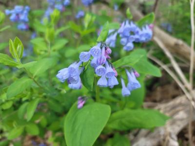 Virginia Bluebell