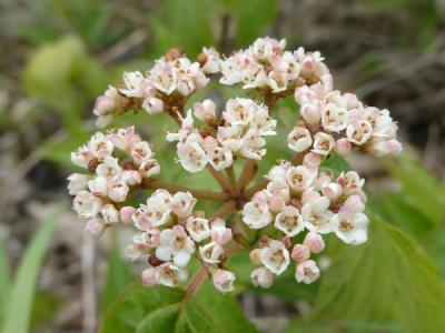 Close-up of Mapleleaf Viburnum