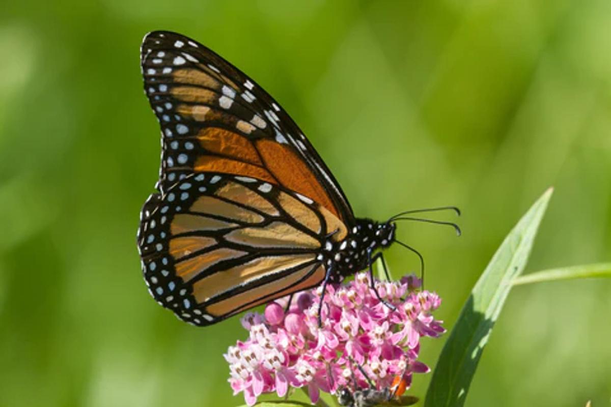 monarch butterfly on milkweed flowers