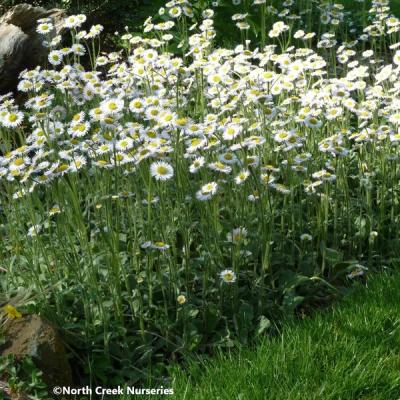 Close-up of Robin’s Plantain ‘Lynnhaven Carpet’