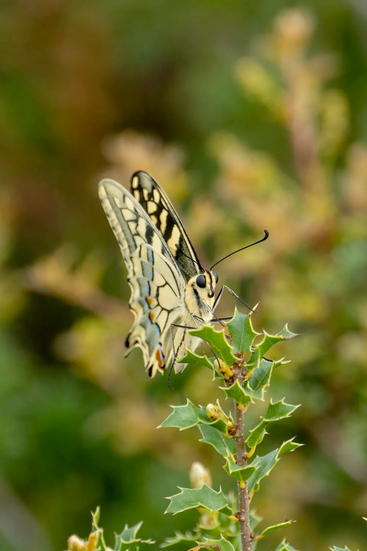 elegant swallowtail butterfly on a thorn bush