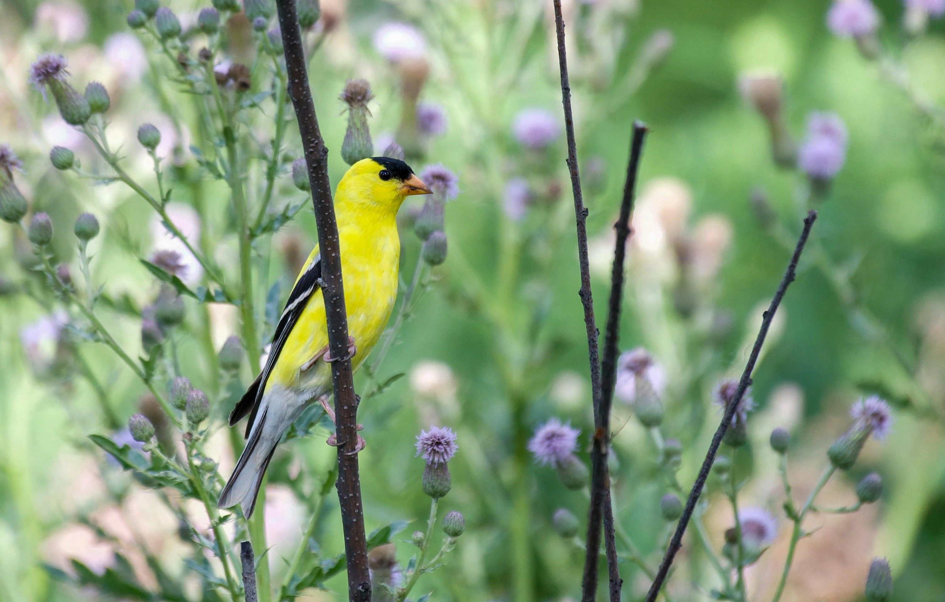 an american goldfinch perched in front of some thistle