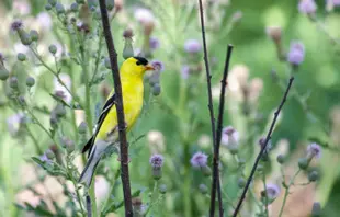 an american goldfinch perched in front of some thistle