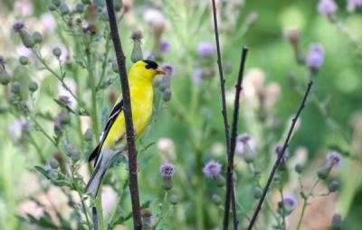 an american goldfinch perched in front of some thistle