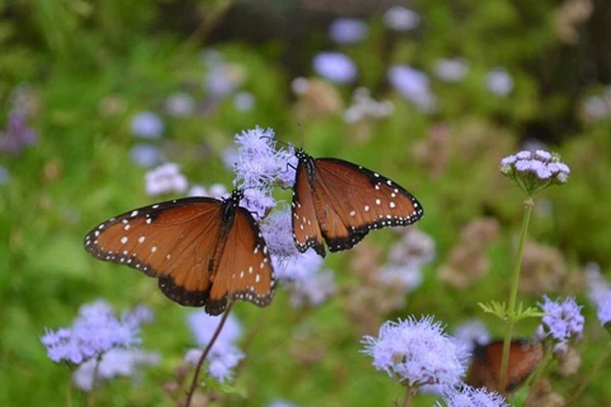 Queen Butterflies on Mistflowers