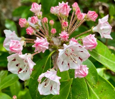 Close-up of Mountain Laurel