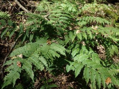 Close-up of Goldie's Wood Fern