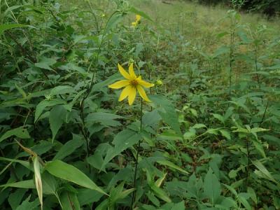 Close-up of Ten Petaled Sunflower