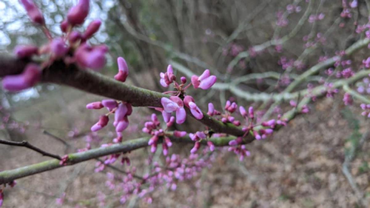light pink-purple flowers of the redbud tree