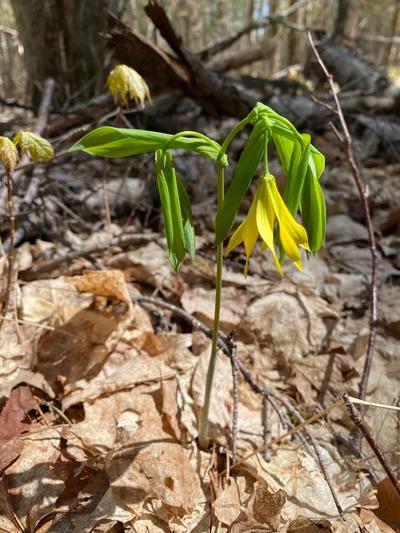 Close-up of Large-Flowered Bellwort