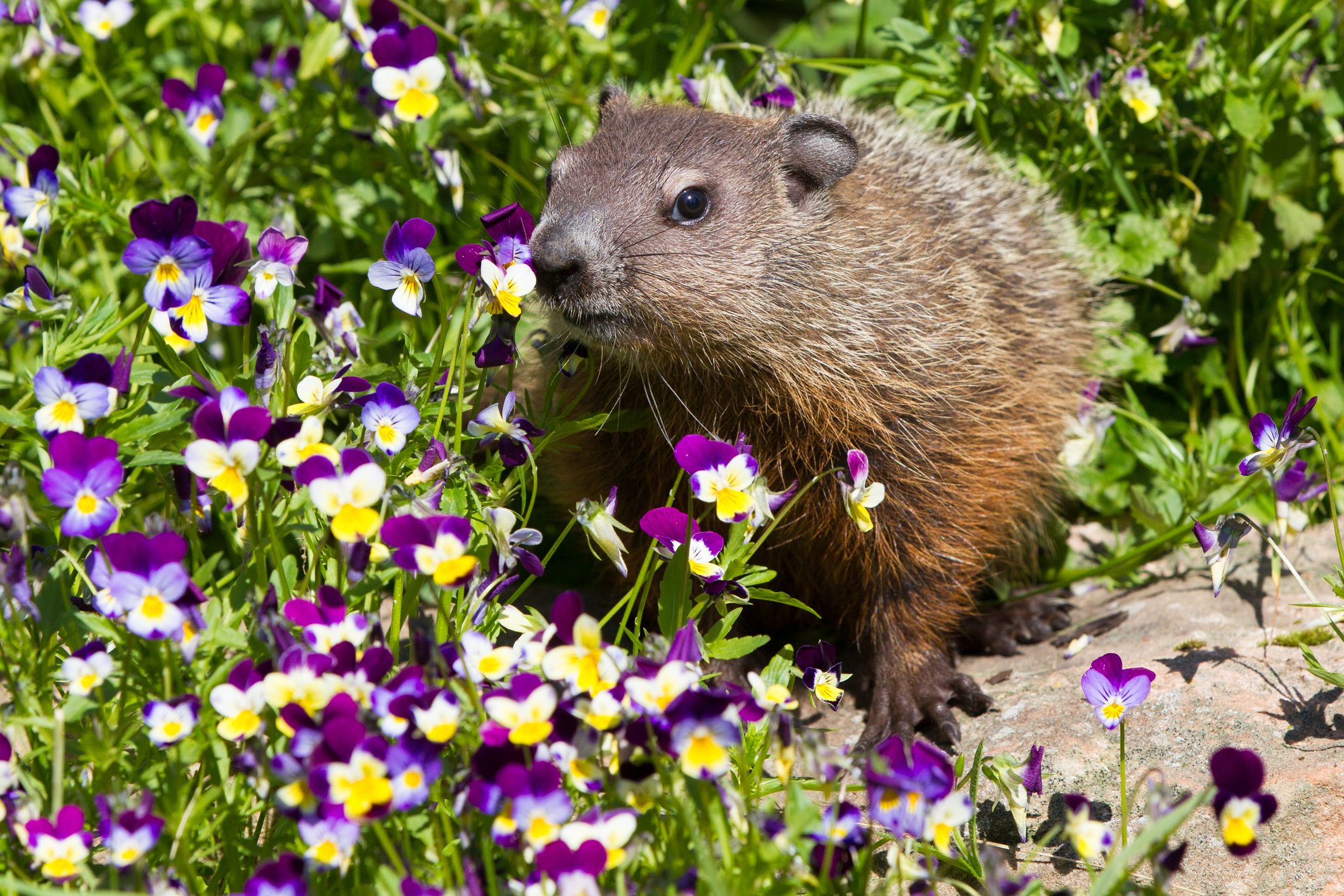 A groundhog standing in purple and yellow flowers. 