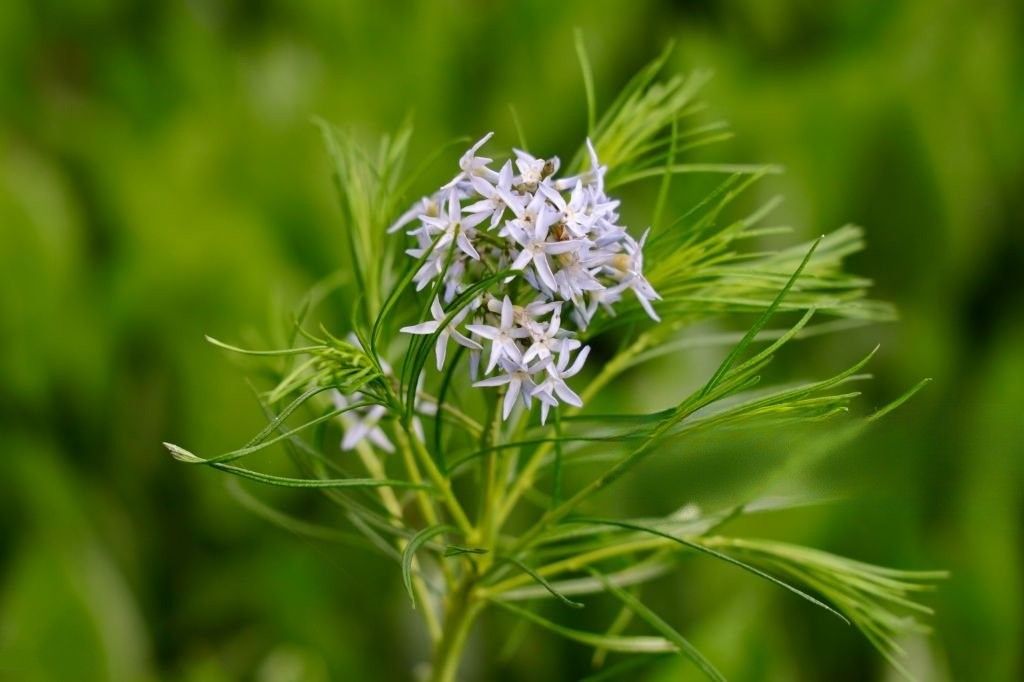 Close-up of Threadleaf Bluestar