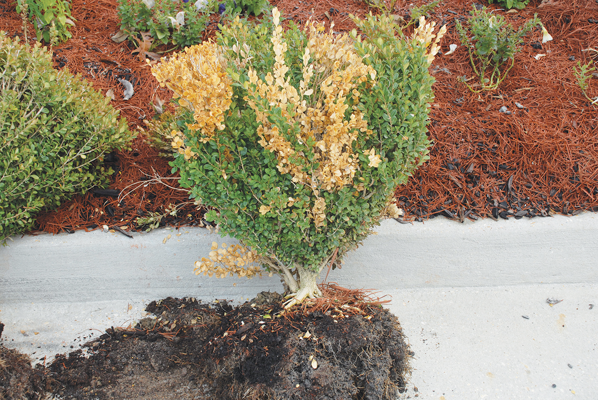 boxwood dieback (colletotrichum theobromicola) causing leaf browning and branch dieback on a boxwod shrub