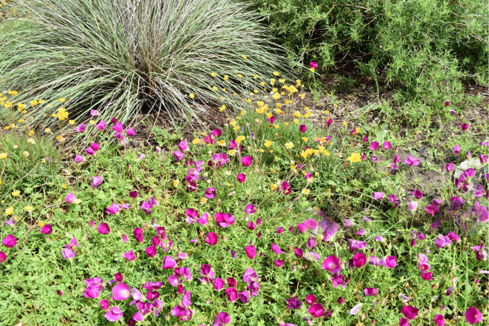 Colorful full sun plants for Texas growing in a sunny native garden.