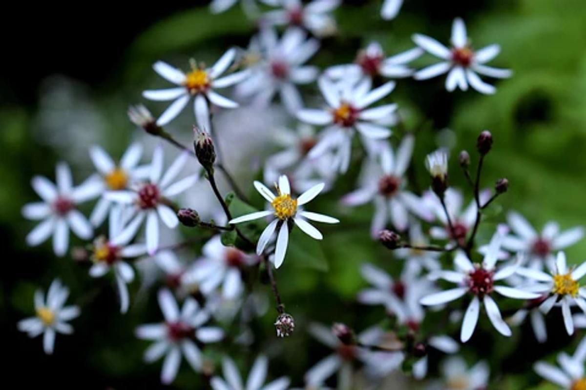 heart leaf aster