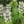 Close-up of Hairy Wood Mint