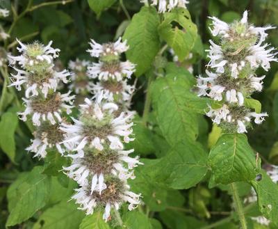 Close-up of Hairy Wood Mint