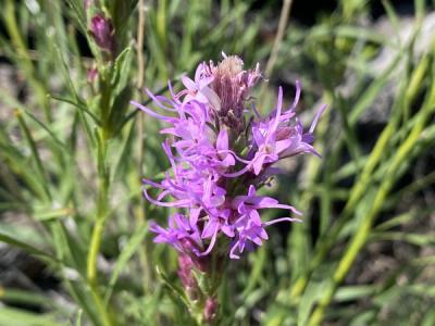 Close-up of Dotted Blazing Star