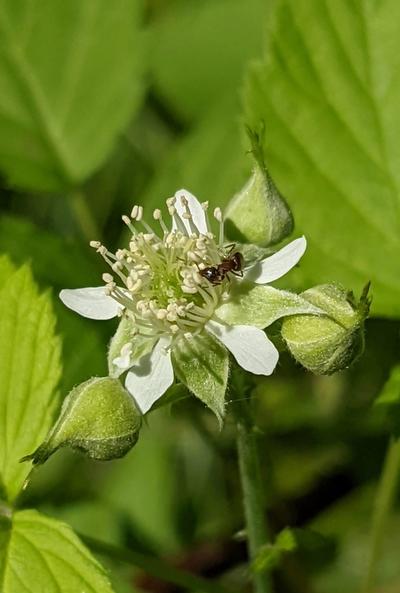 Close-up of Black Raspberry