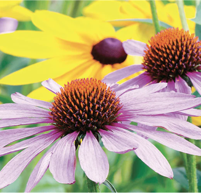 Native Plants Purple Coneflowers and Brown-Eyed Susans