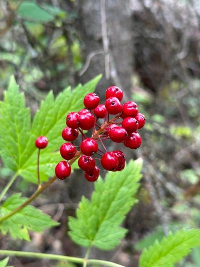 Close-up of Red Baneberry