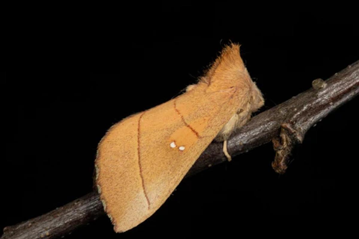 white dotted prominent moth