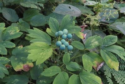 Close-up of Blue Cohosh