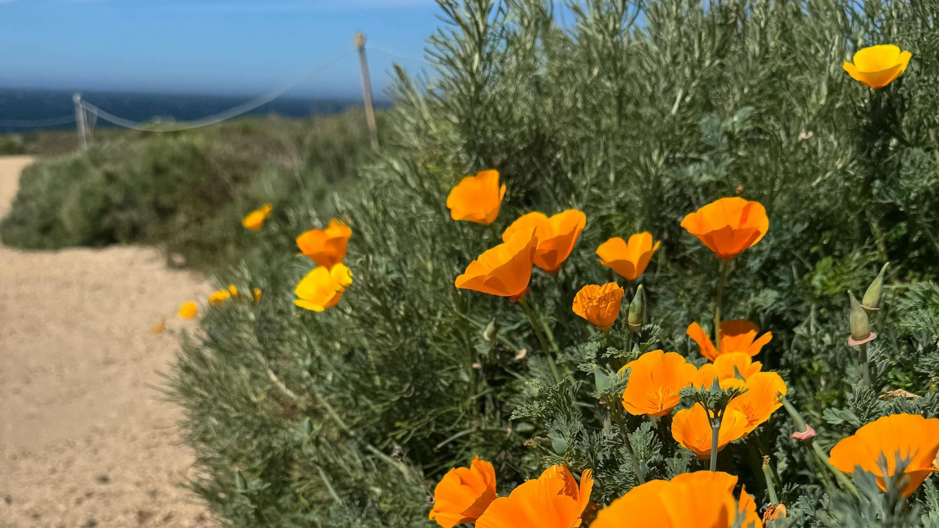 California poppies blooming between native shrubs in a garden bed