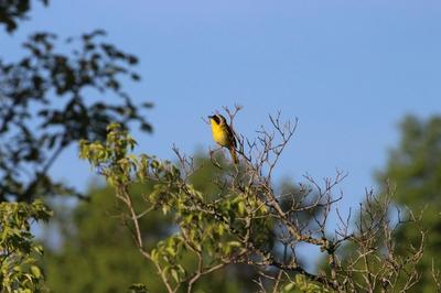 common yellowthroat singing in a tree