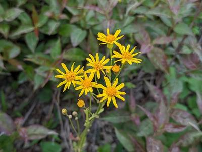 Close-up of Golden Ragwort