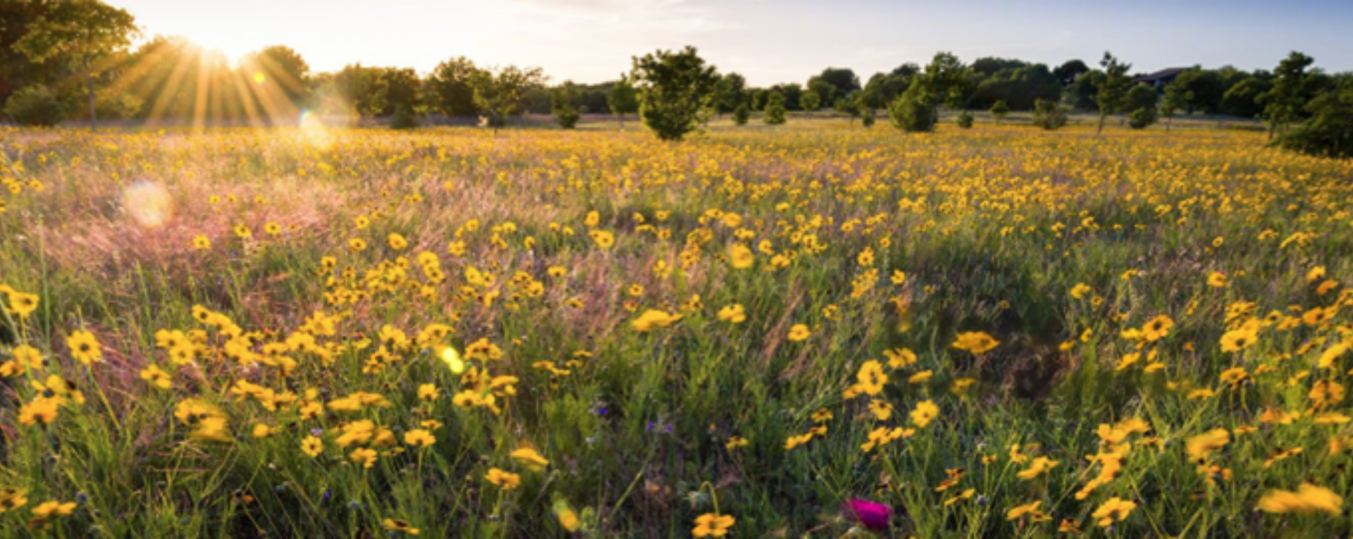 a sunny field of sunflowers and other texas natives