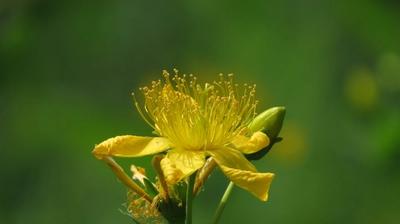 Close-up of Great St. John's Wort